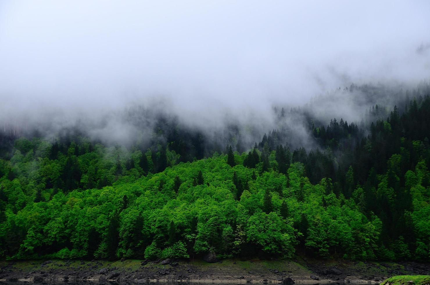 floresta verde com neblina foto