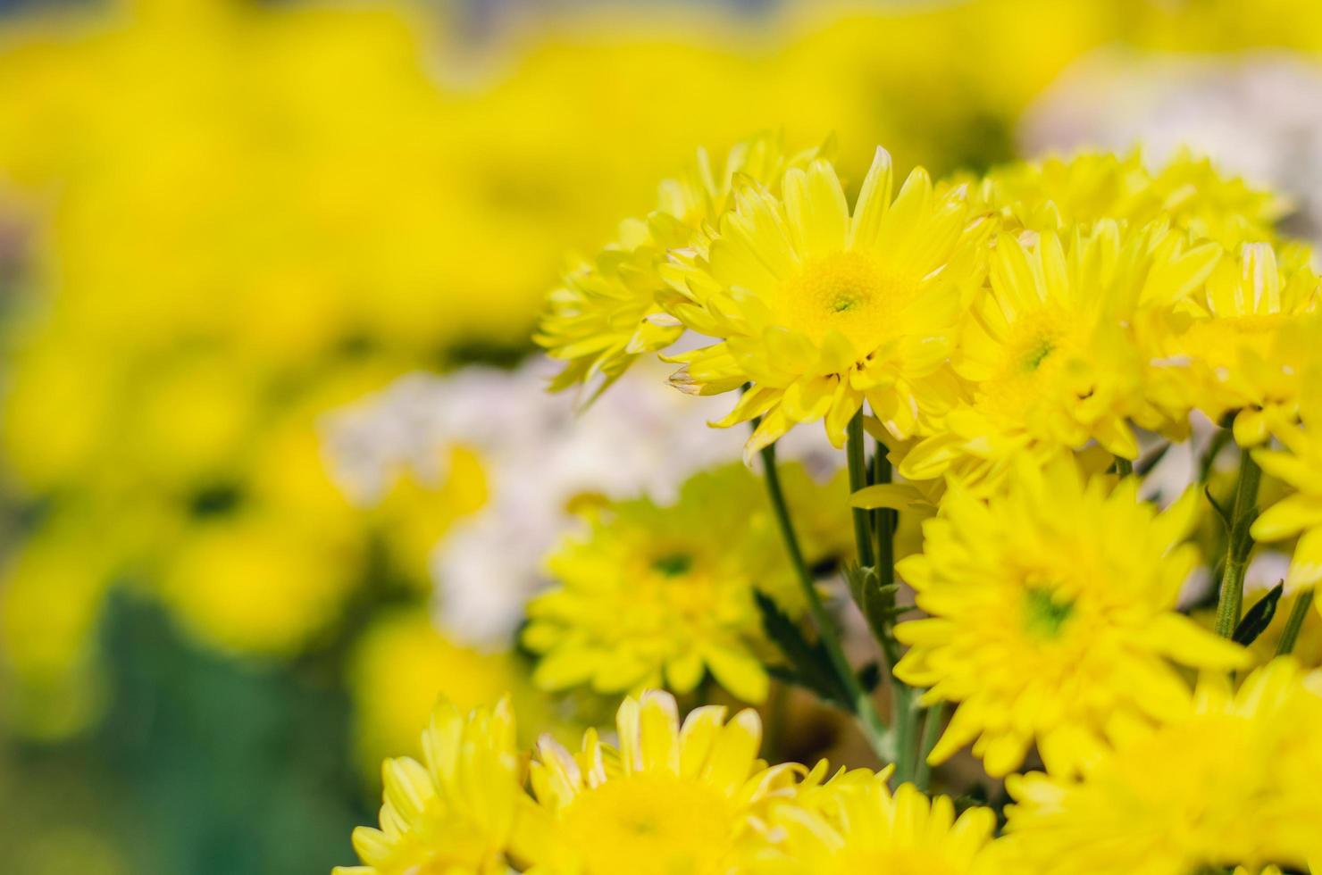 fechado de fundo de flor de crisântemo de cor amarela foto