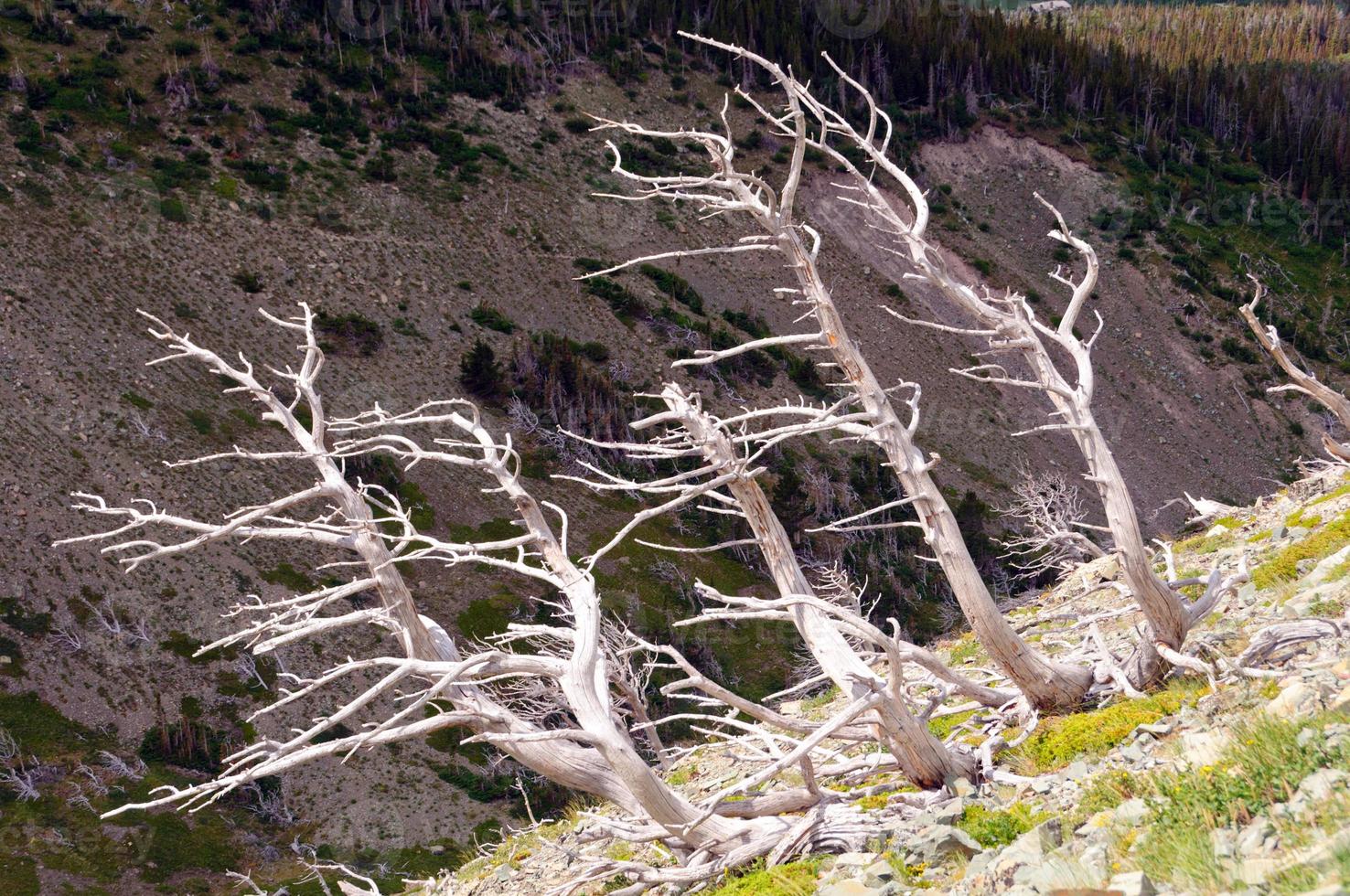troncos de árvores branqueadas em uma encosta de montanha foto