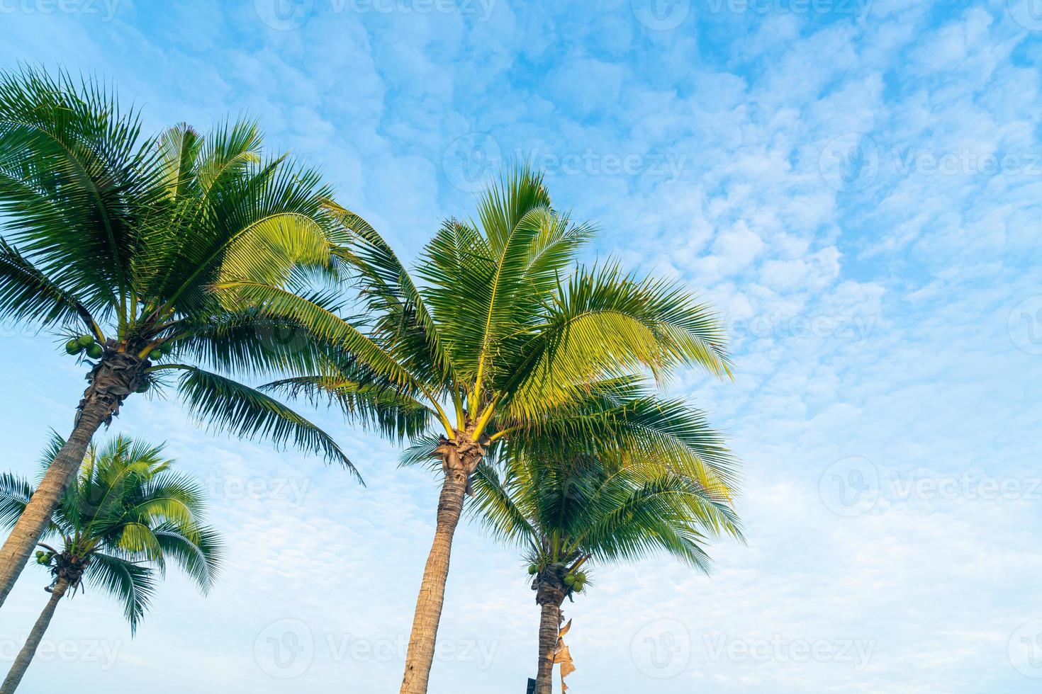 coqueiro com lindo céu azul foto