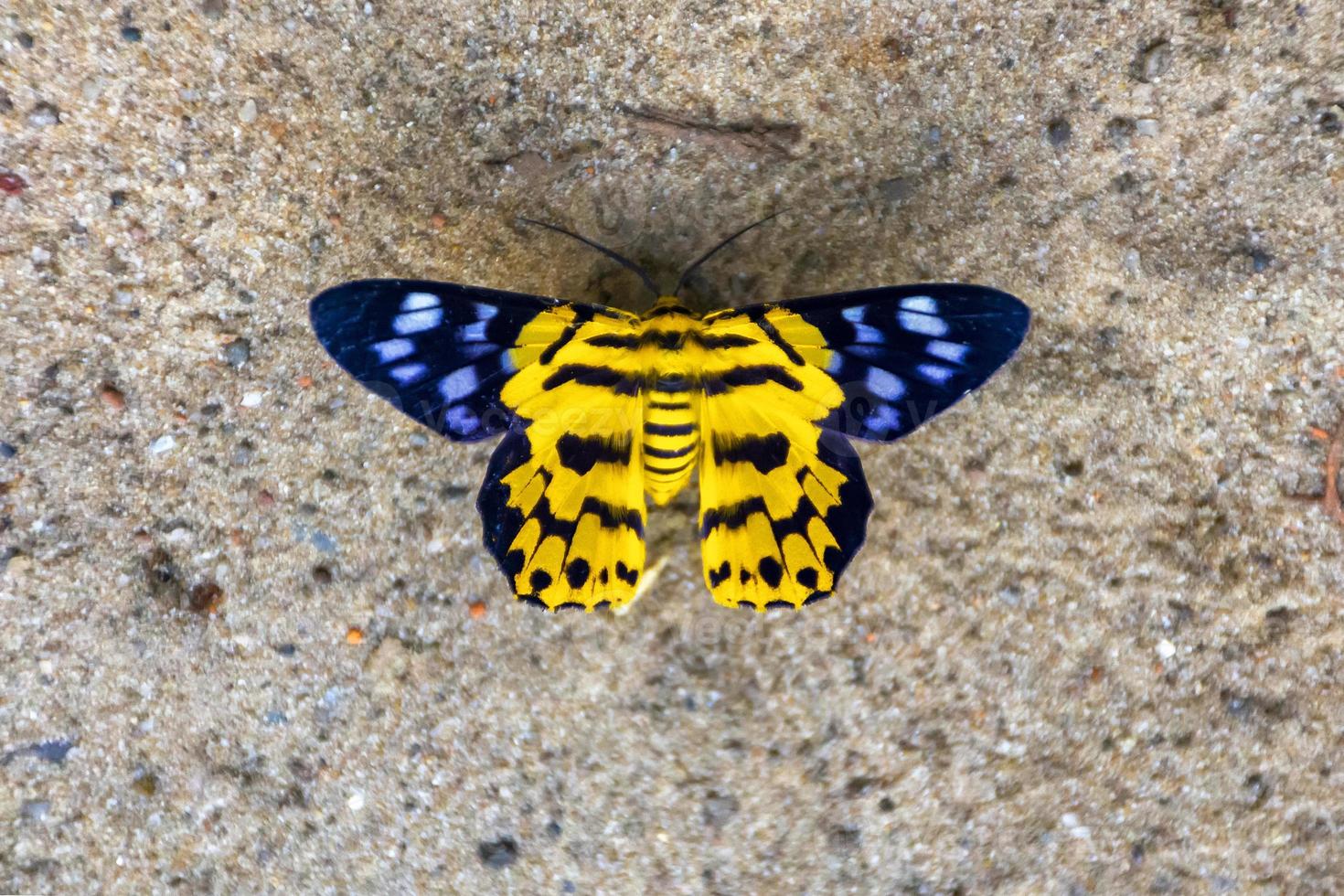 amarelo, gossamer, alado, escova-pés, borboleta, borboletas, lycaenidae, lepidoptera, closeup, macro foto