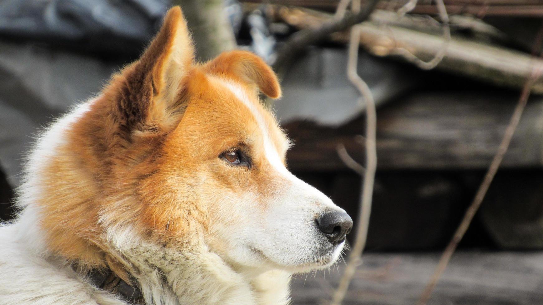 lindo retrato de um cachorro vermelho. foto de perto de um cachorro