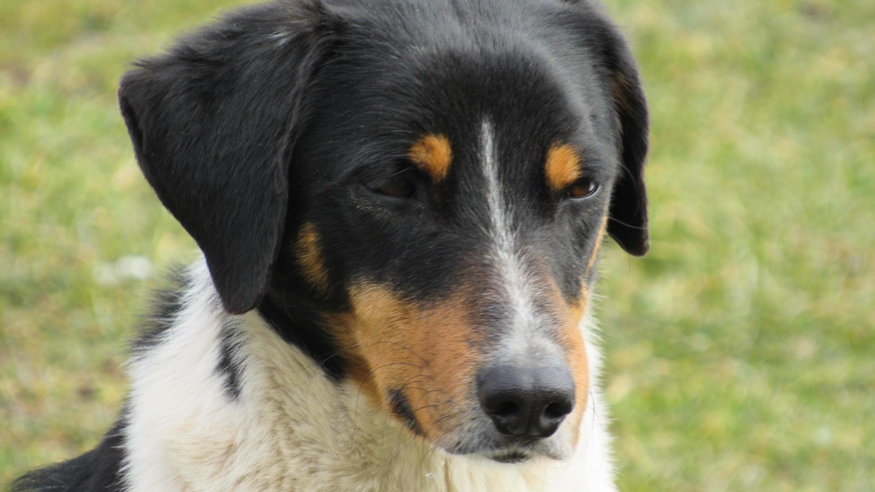 retrato de um cachorrinho. foto de perto de um cachorro