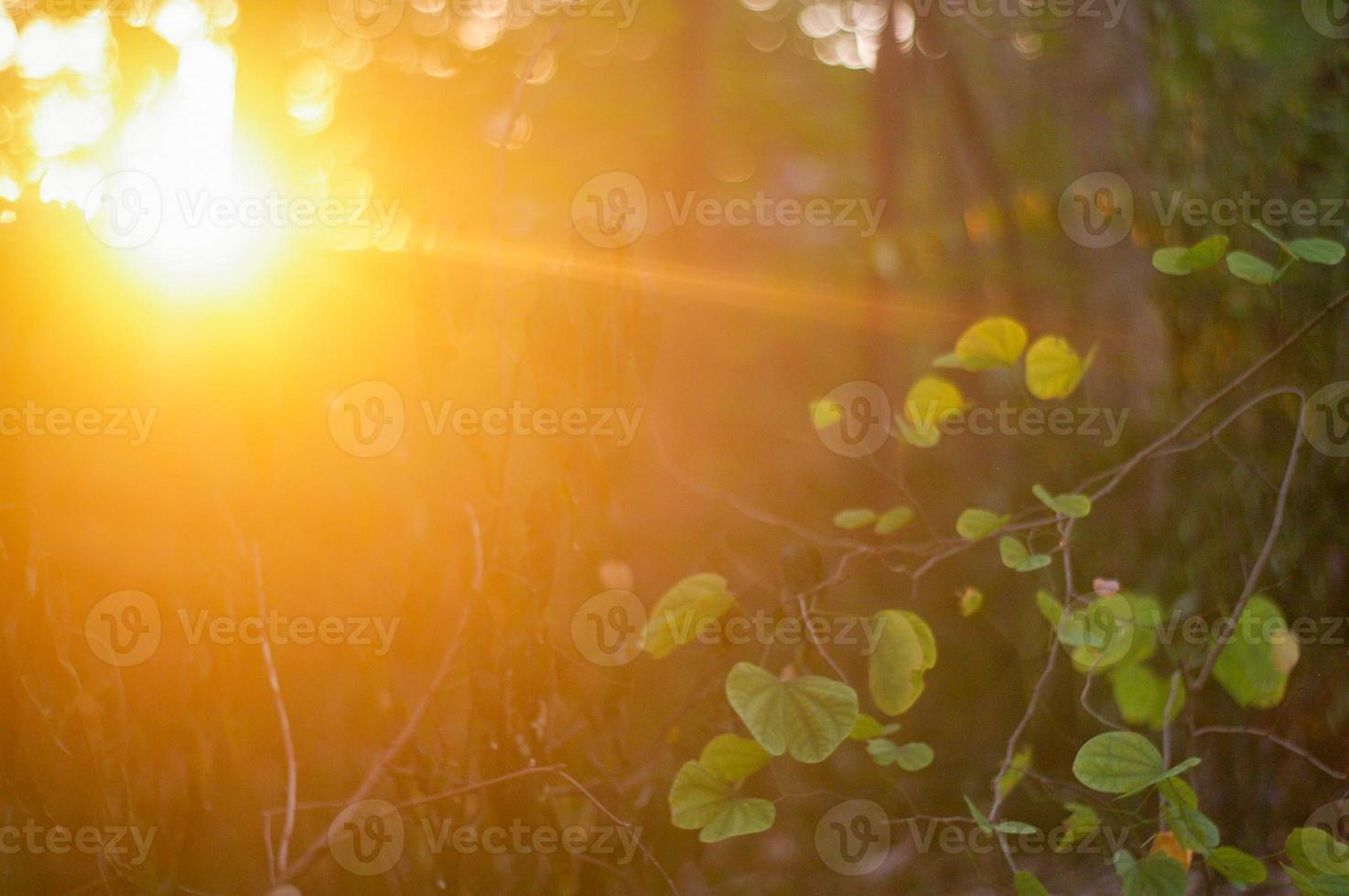 raio de sol de foto premium e reflexo de lente através das folhas