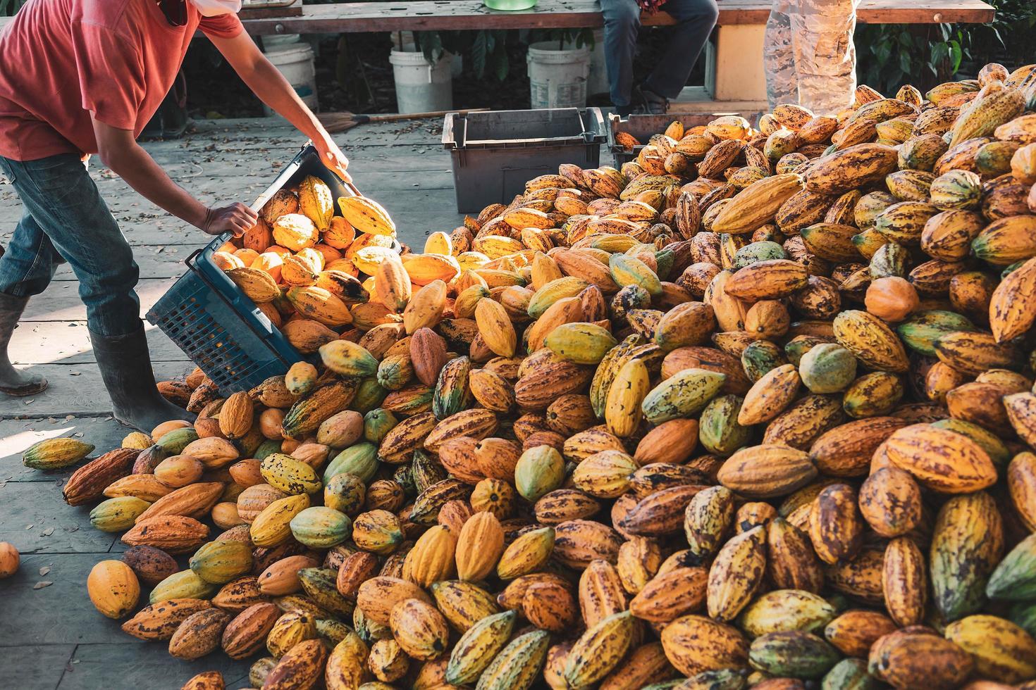 os produtores de cacau estão colhendo produtos frescos de cacau. foto