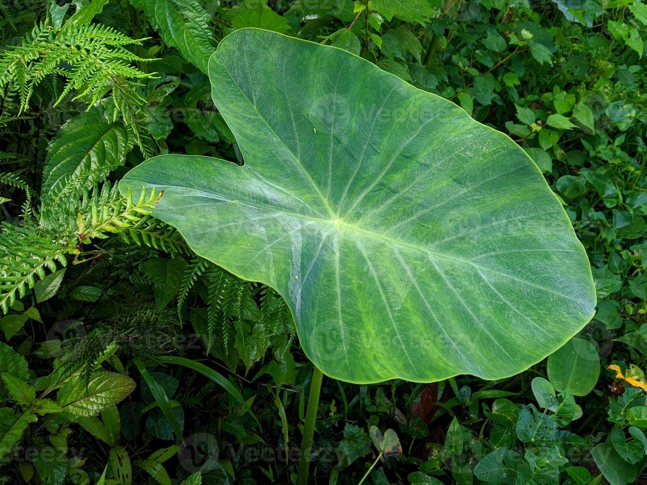 folhas de taro para fundo de natureza. foto