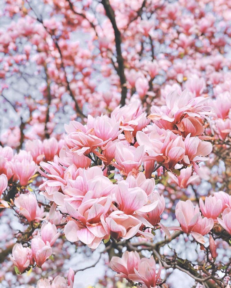 magnólia em plena floração foto