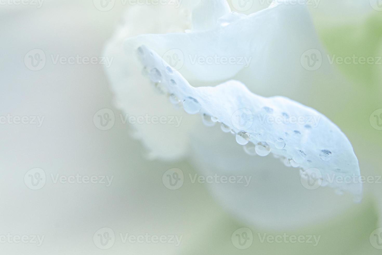 gotas de orvalho em close-up de pétalas de flores brancas. foto