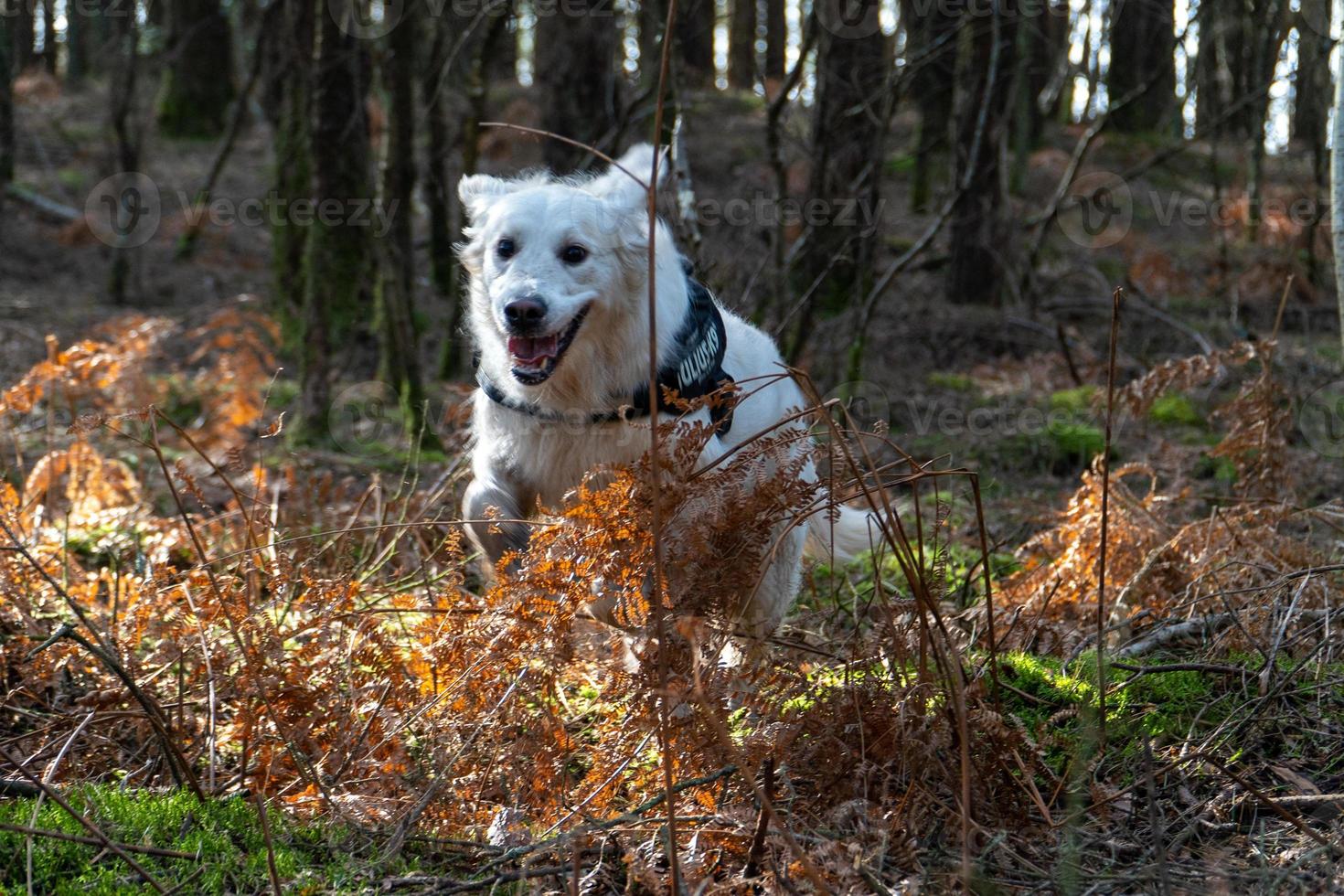 golden retriever correndo por arbustos forrest foto