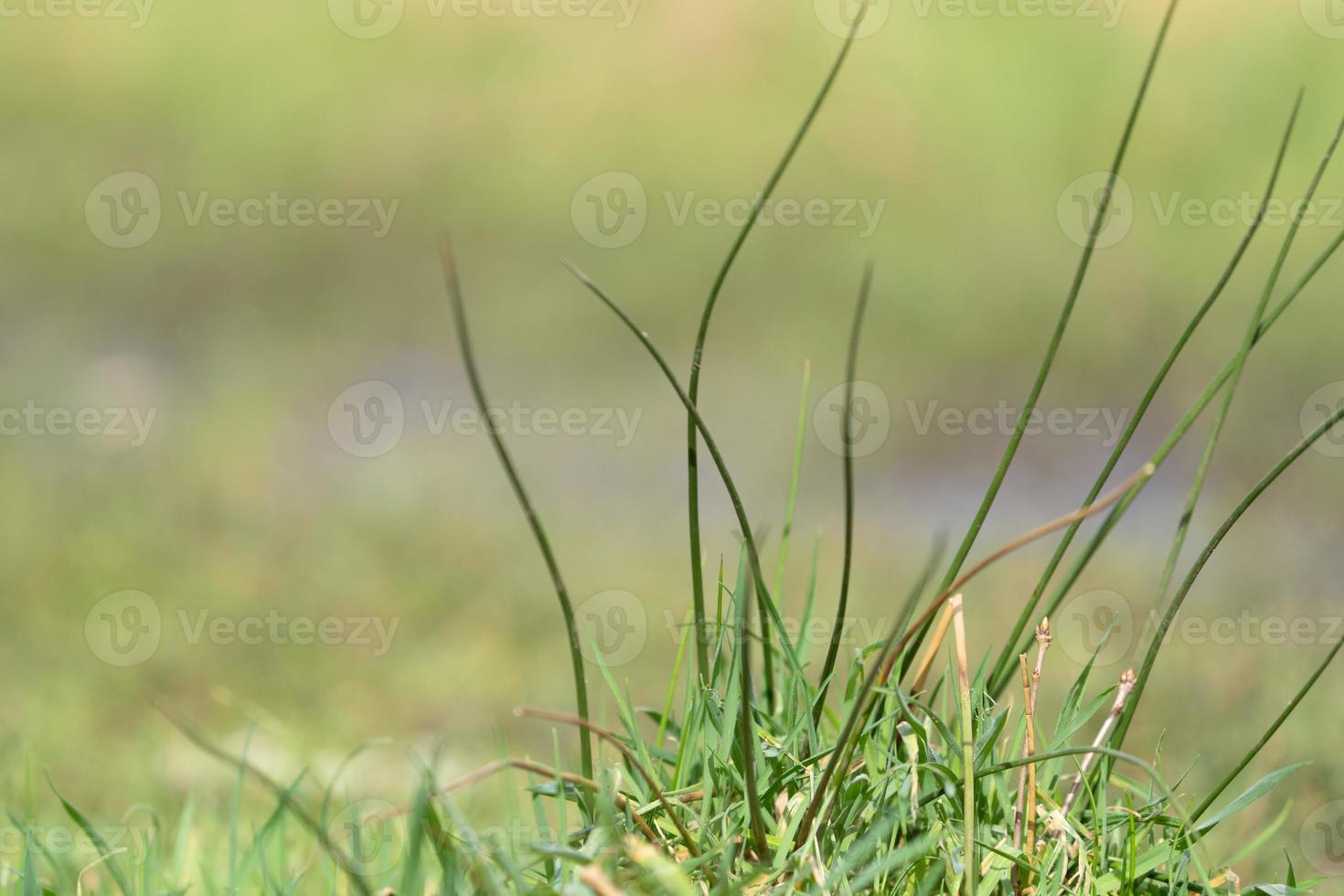 grama da floresta de perto foto