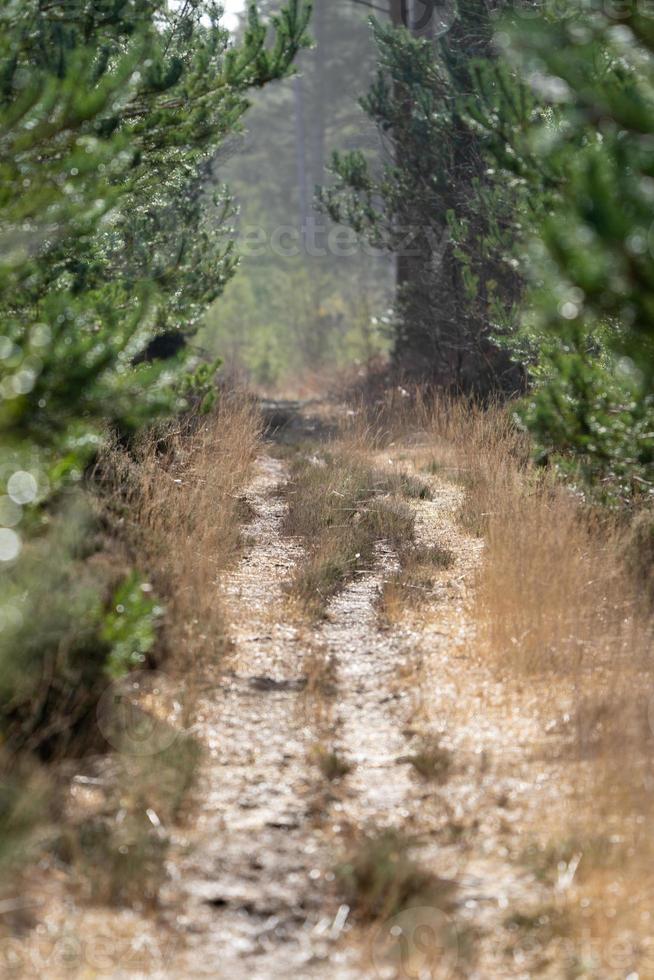 caminho da floresta no inverno foto