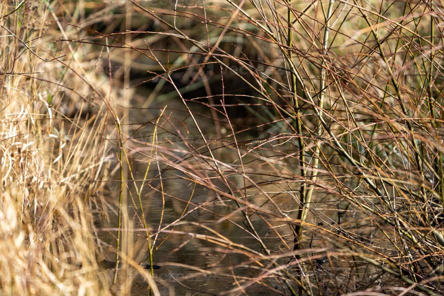 ervas daninhas do rio da floresta foto