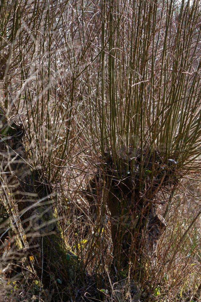 ervas daninhas do rio cultivadas sobre a árvore foto