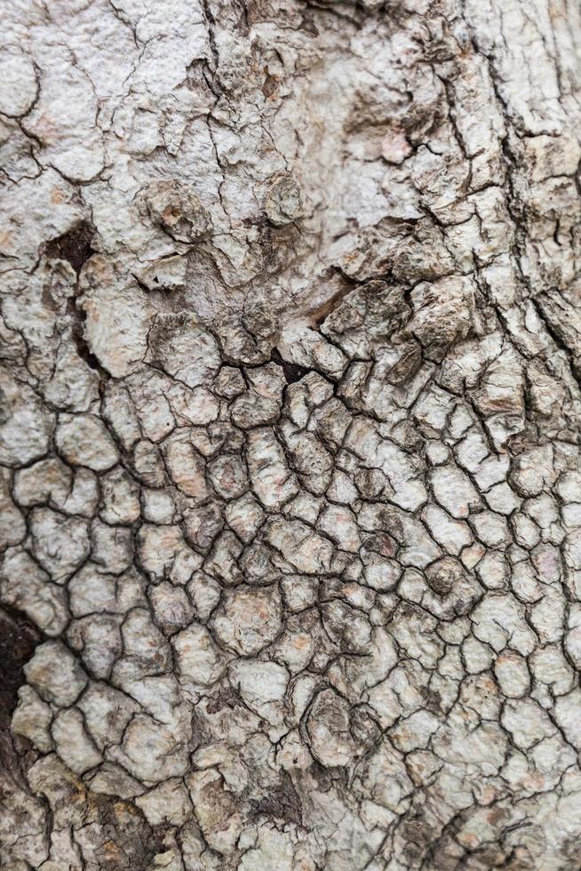 fundo de textura de árvore de madeira velha foto