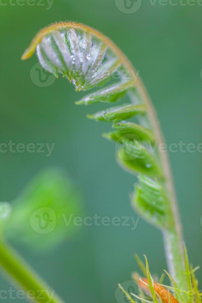 fundo de natureza matinal com lindas gotas de orvalho foto