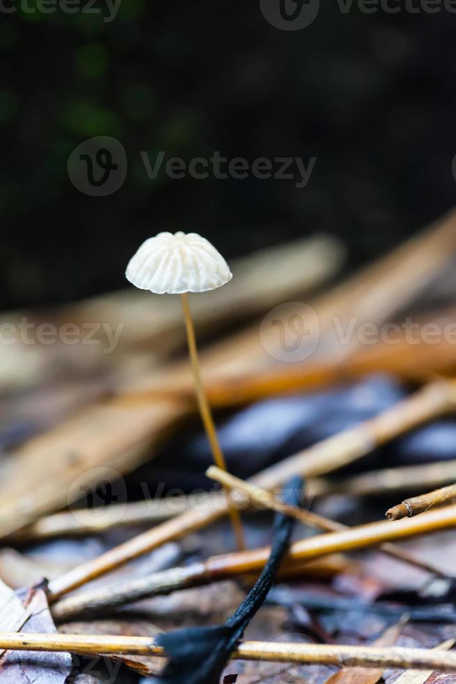 cogumelos nascem em lugares tropicais e úmidos na natureza foto