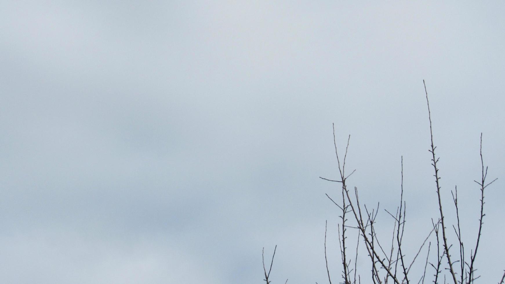 o fundo dos galhos das árvores e o céu foto