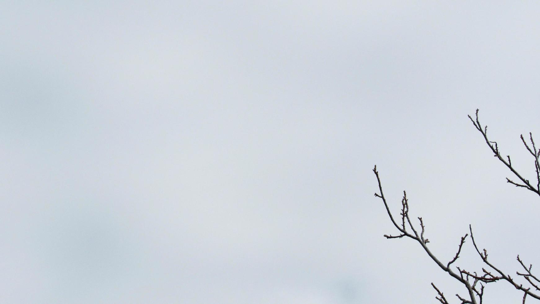 o fundo dos galhos das árvores e o céu foto