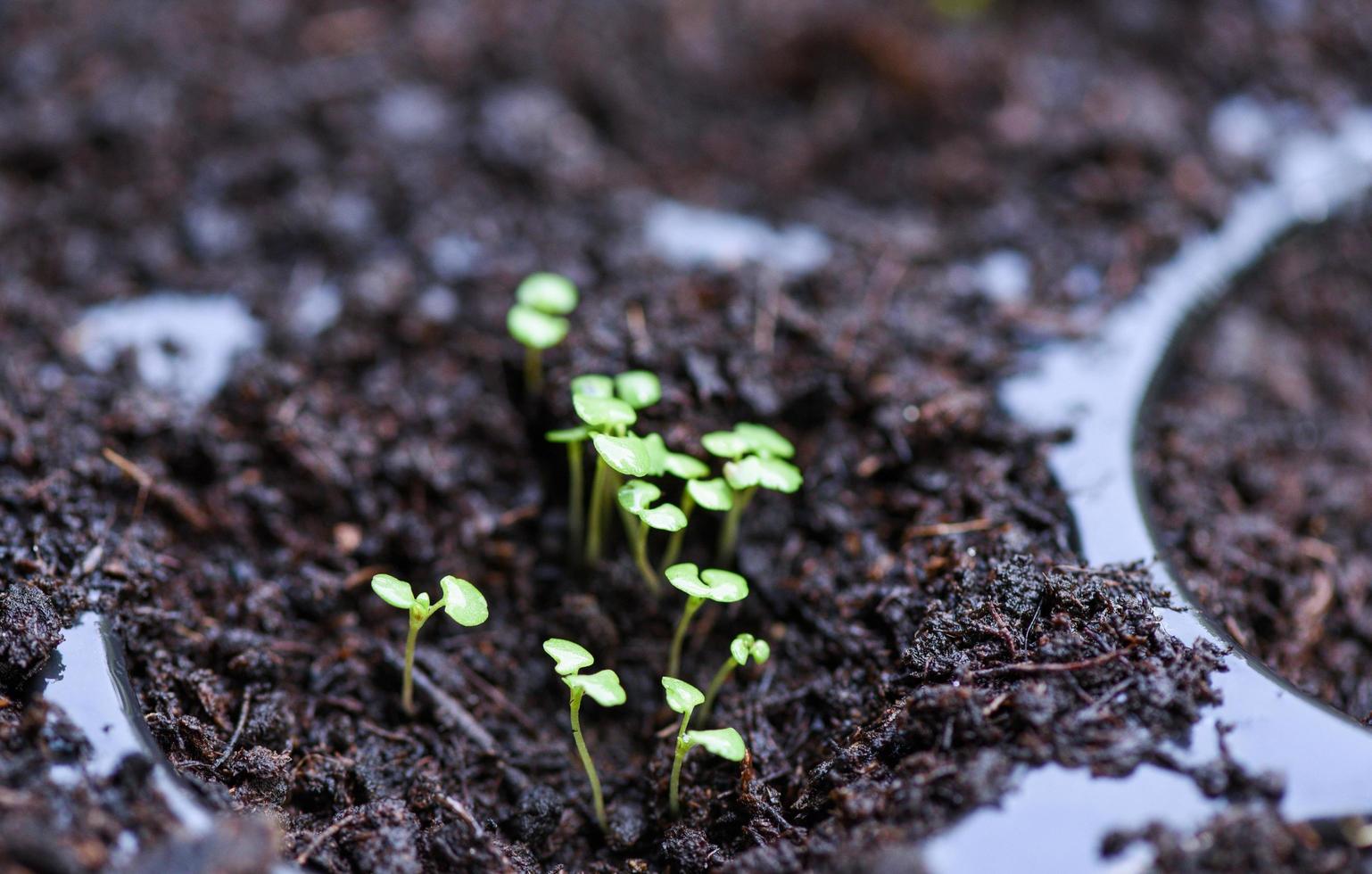 planta jovem verde crescendo conceito de agricultura de plantação de jardinagem - plantando folhas de vegetais no solo no viveiro do jardim foto