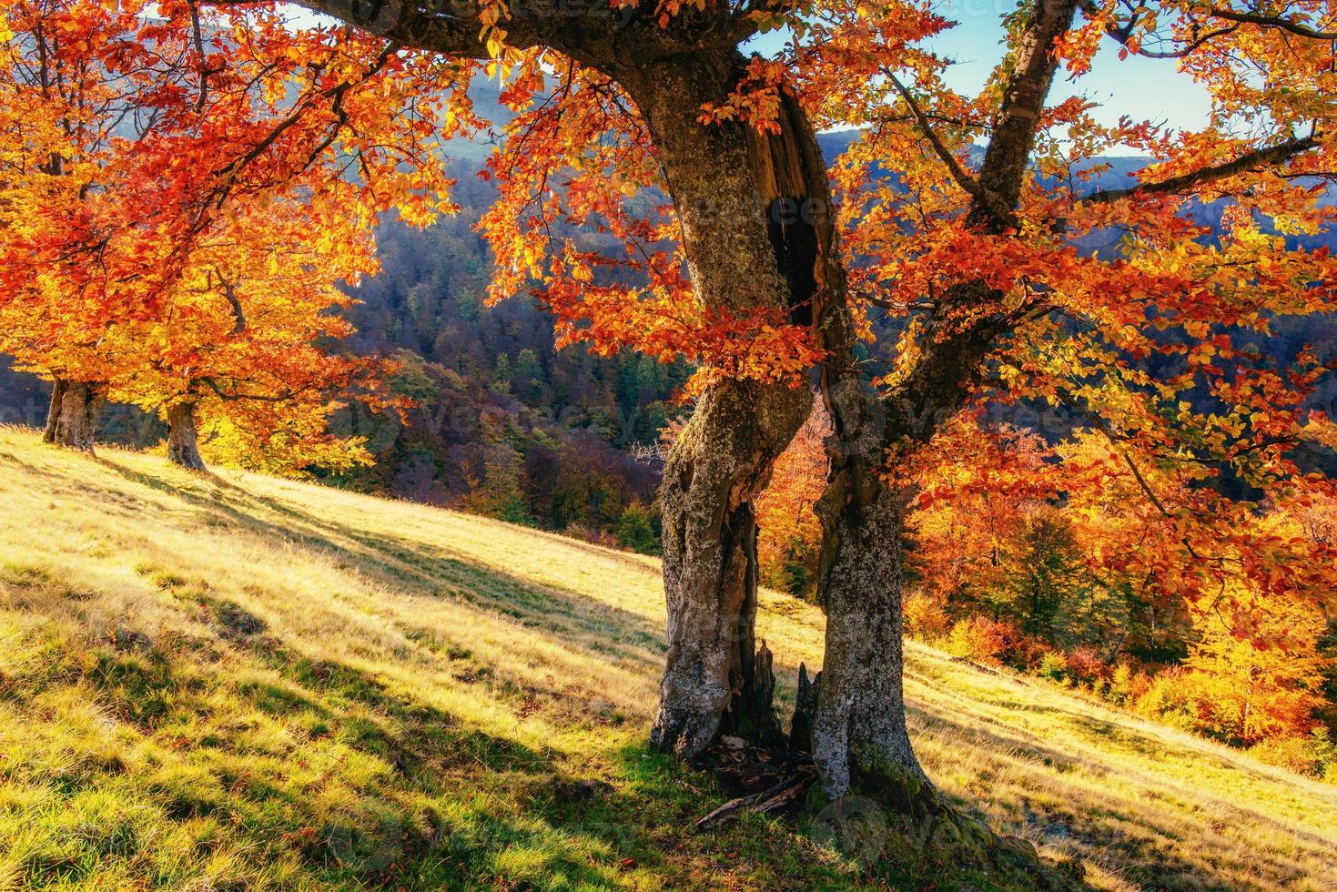 estrada florestal na paisagem de outono. ucrânia europa foto