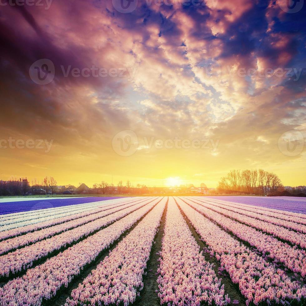 pôr do sol sobre campos de narcisos. Holanda. Europa foto