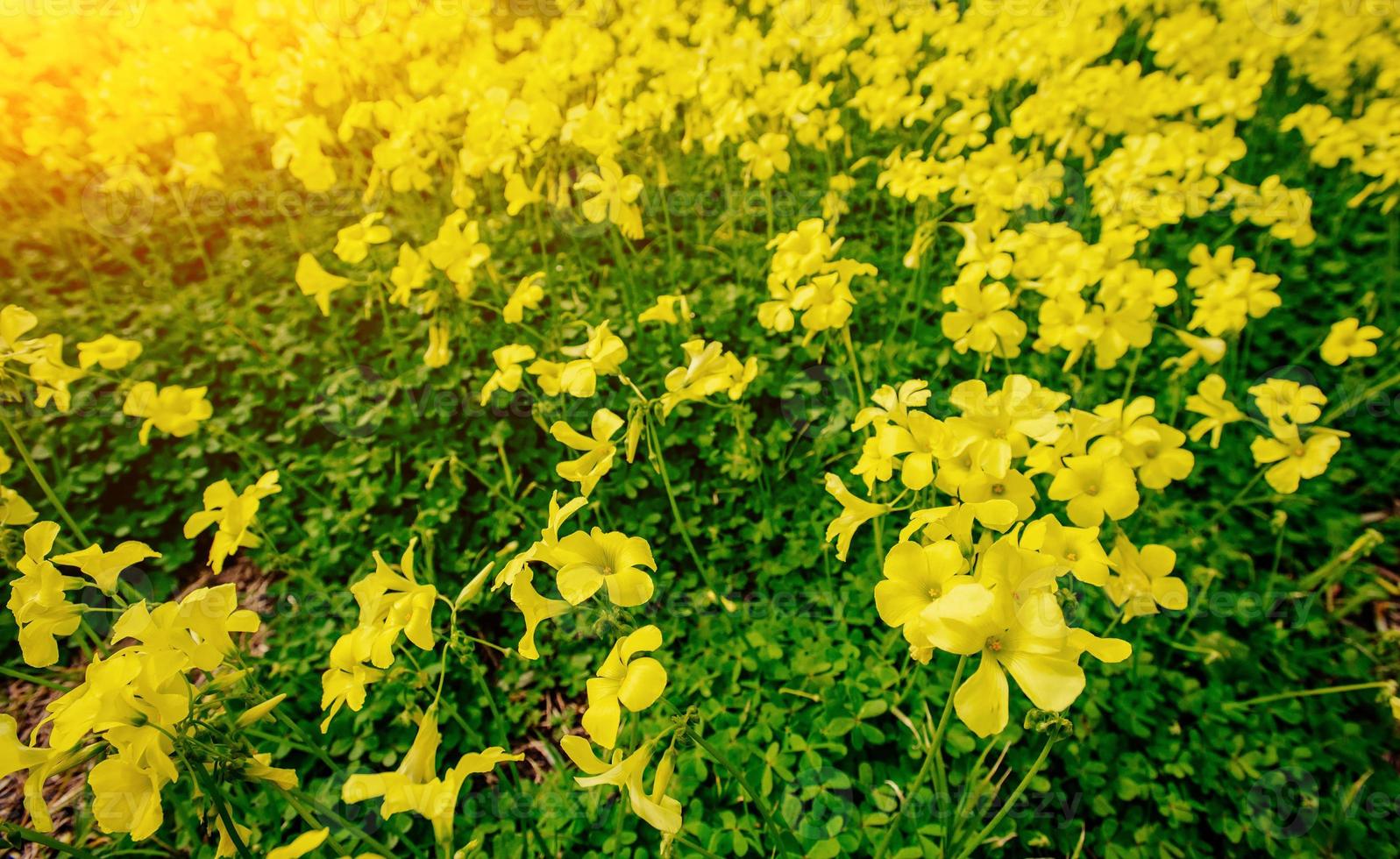 flores amarelas da primavera. pôr do sol sobre o mar. efeito tônico do instagram. foto