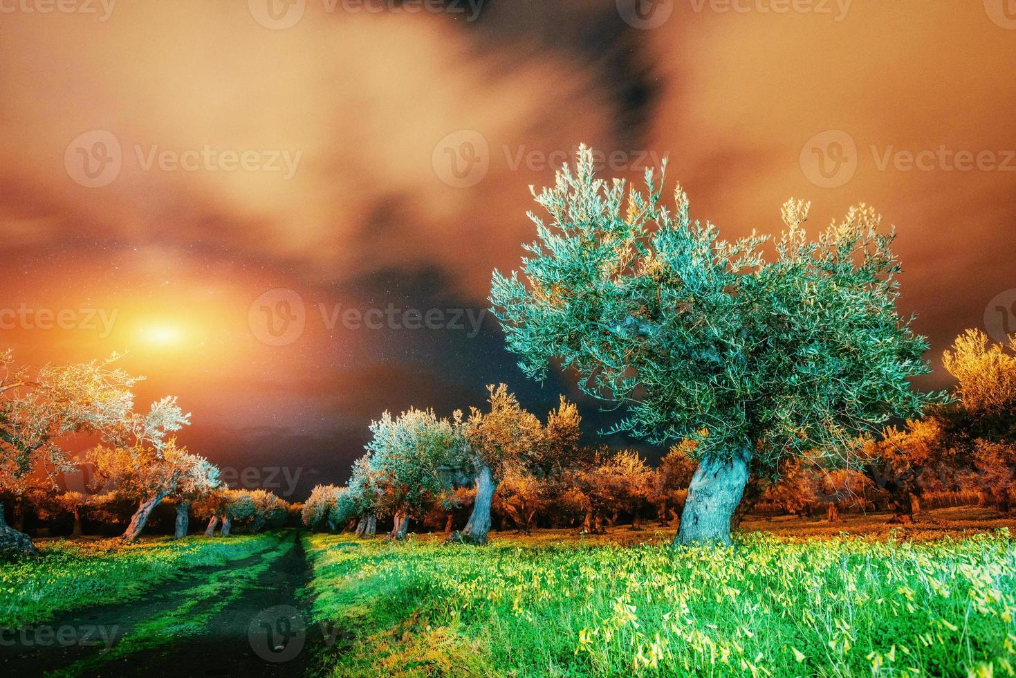 vistas fantásticas do jardim e do céu estrelado foto