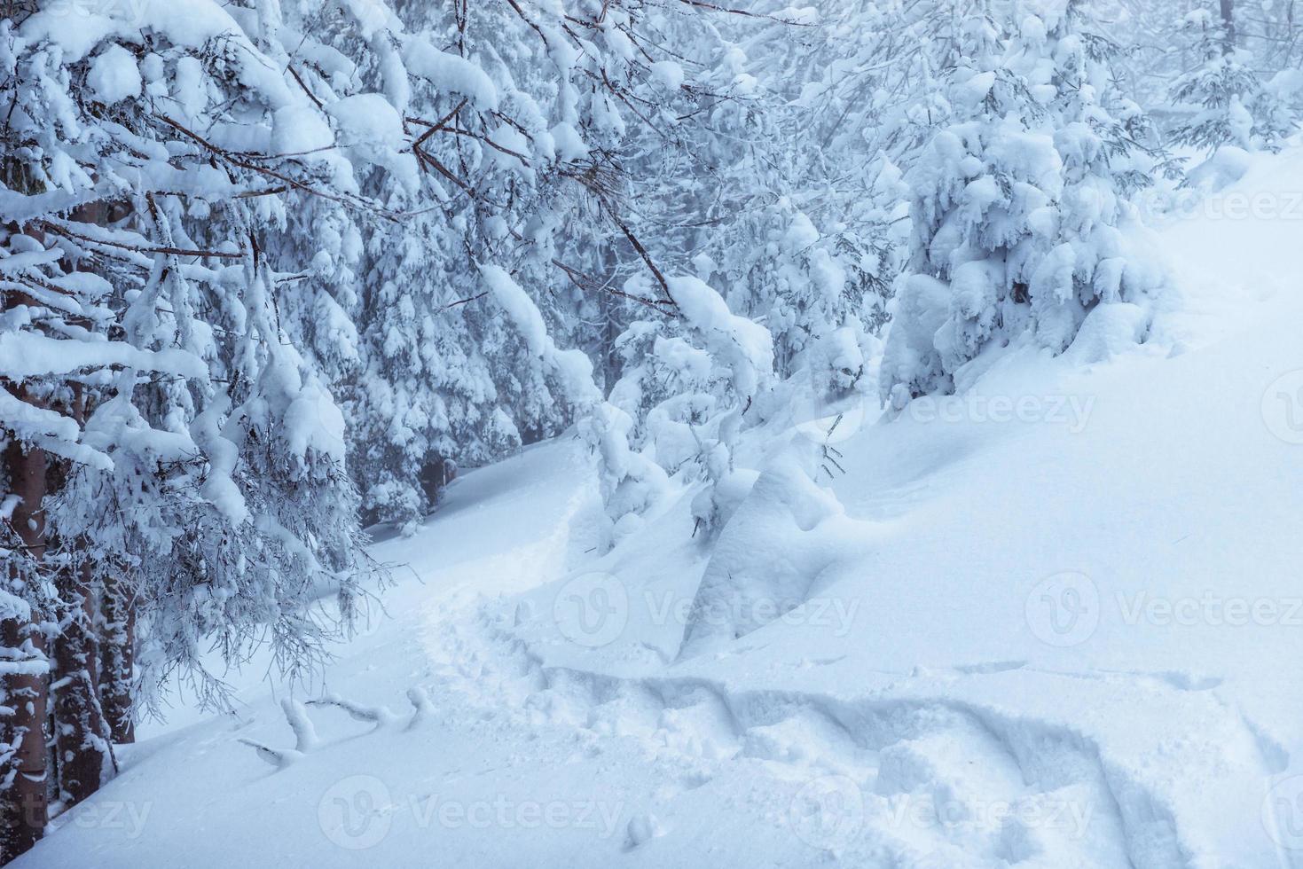 turista nas montanhas de inverno. mundo da beleza. cárpatos ucrânia europa foto