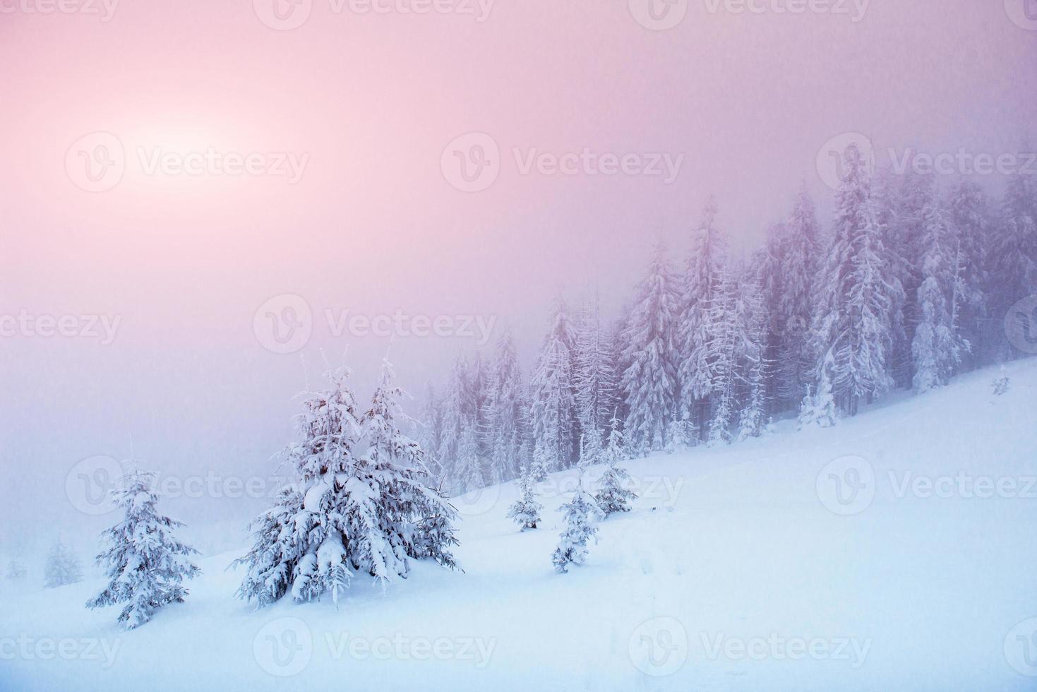 árvores de paisagem de inverno na geada e neblina foto