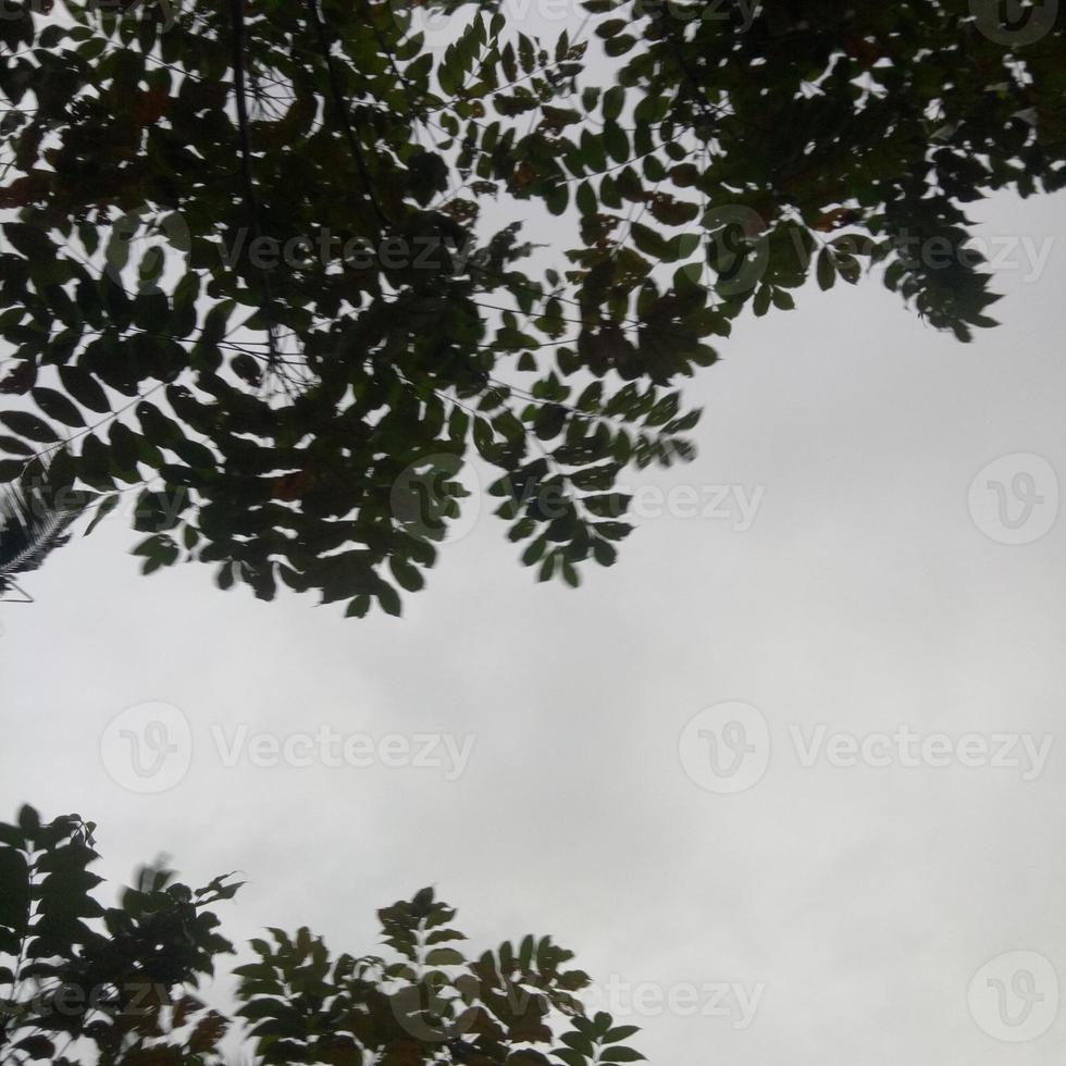 silhueta de um galho de árvore no fundo do céu foto