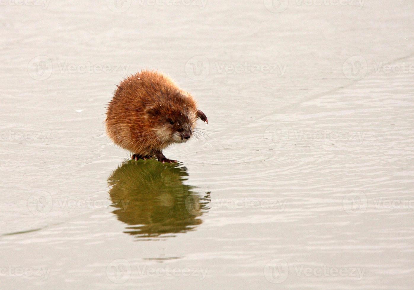 rato almiscarado no gelo do lago em saskatchewan foto