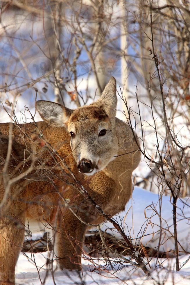 veado whitetail no inverno foto