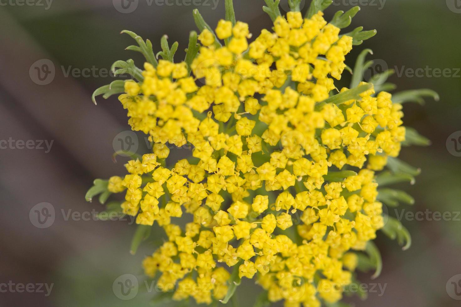 flores silvestres amarelas em saskatchewan foto