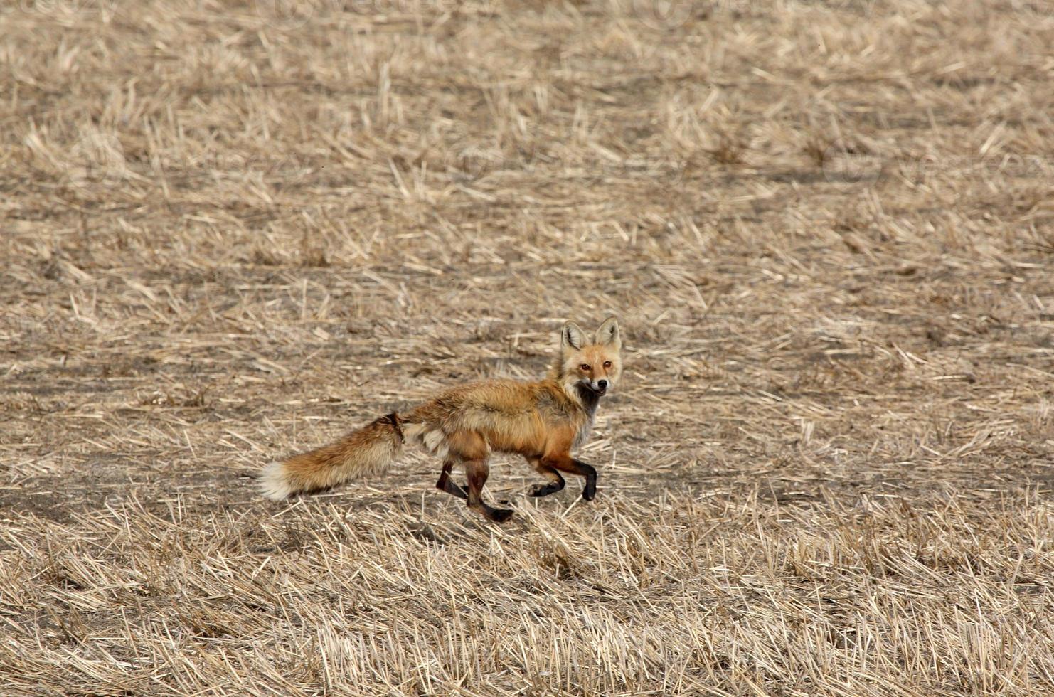 raposa vermelha correndo no campo de saskatchewan foto