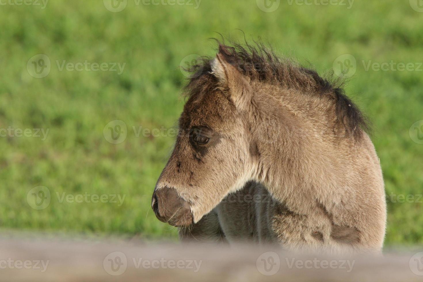 potro de pônei de shetland no pasto foto