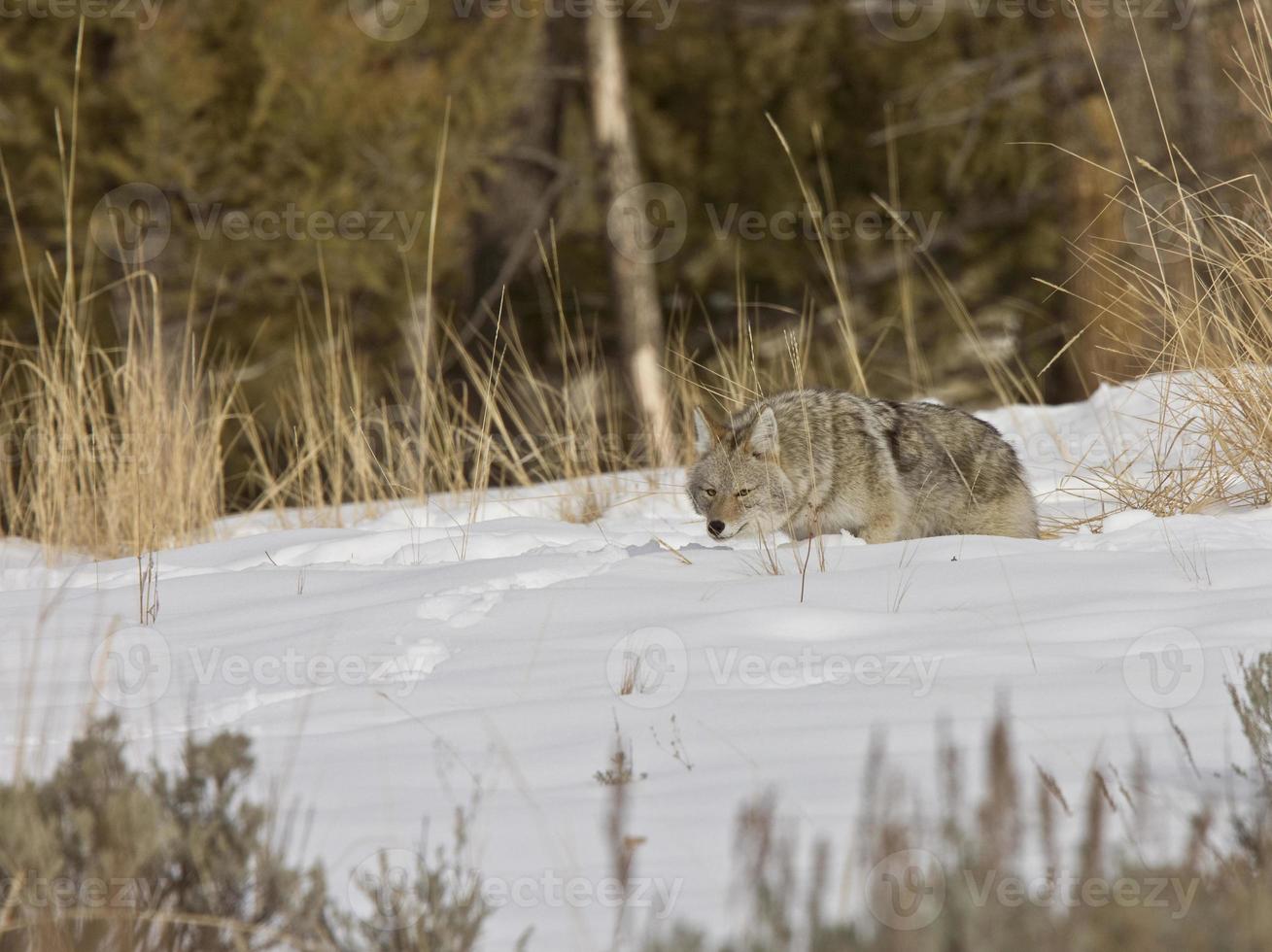 parque de yellowstone wyoming inverno neve coiote foto