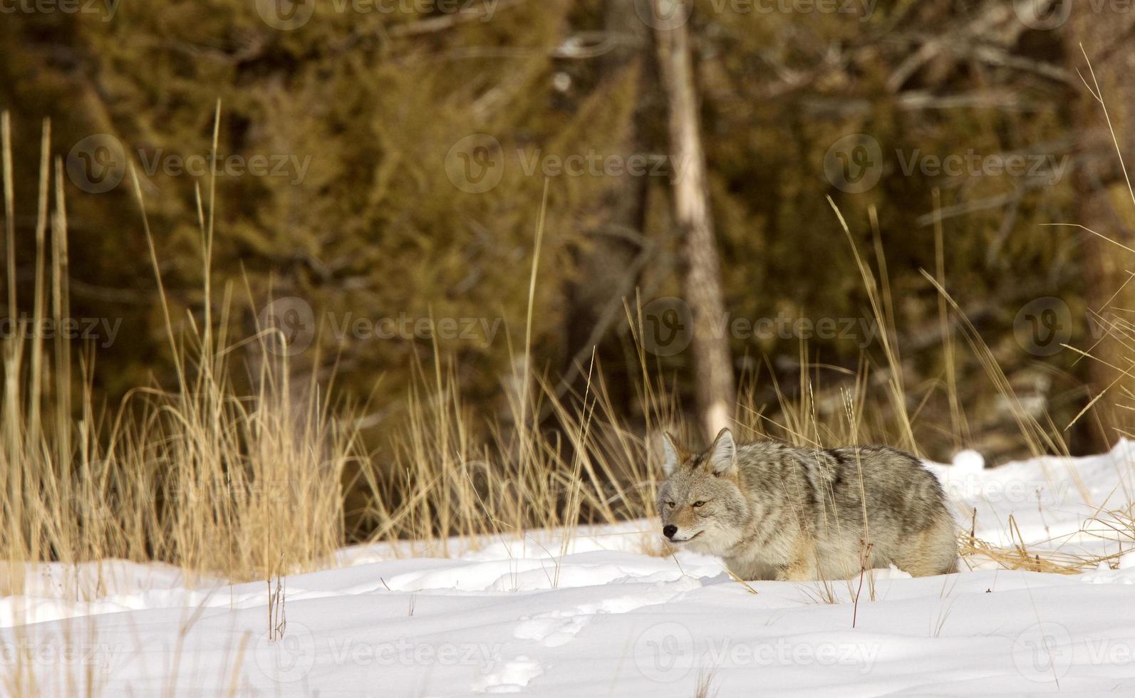 parque de yellowstone wyoming inverno neve coiote foto