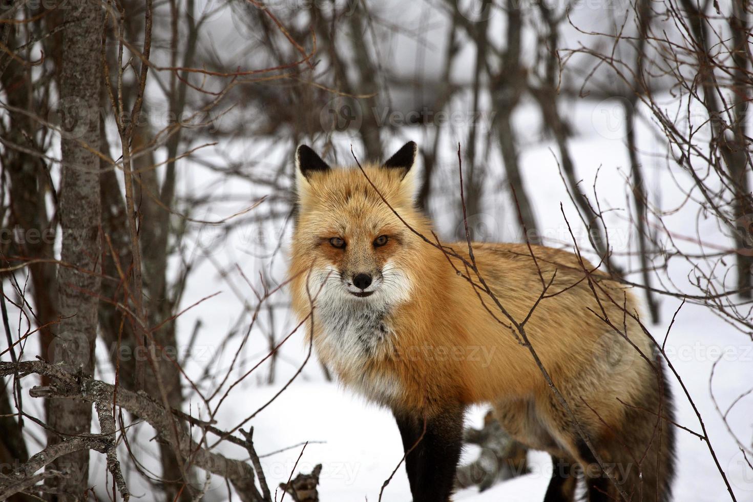 raposa vermelha no inverno foto