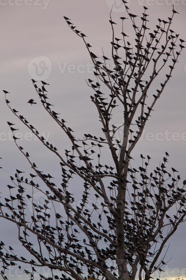 melros na árvore foto