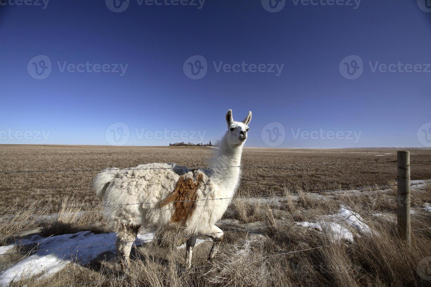 uma lhama em um pasto saskatchewan foto