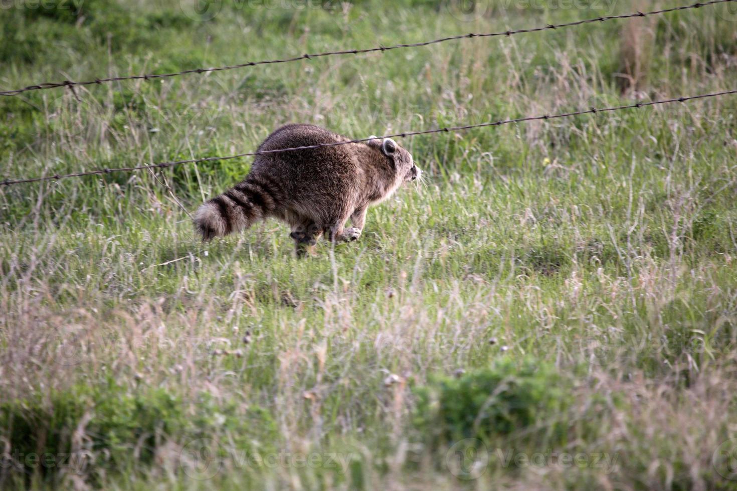 guaxinim correndo em saskatchewan foto