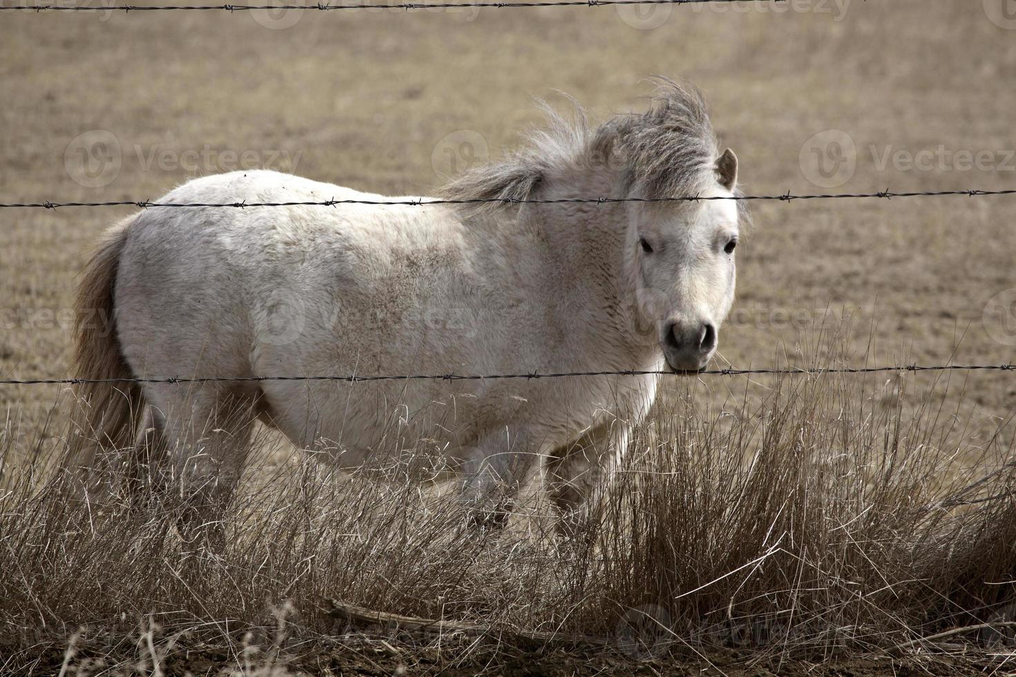 pônei de shetland no pasto foto