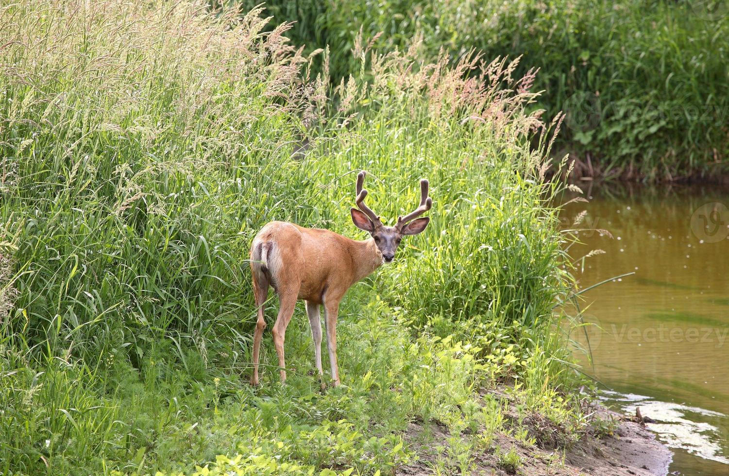 veado-mula buck ao longo de um rio saskatchewan foto