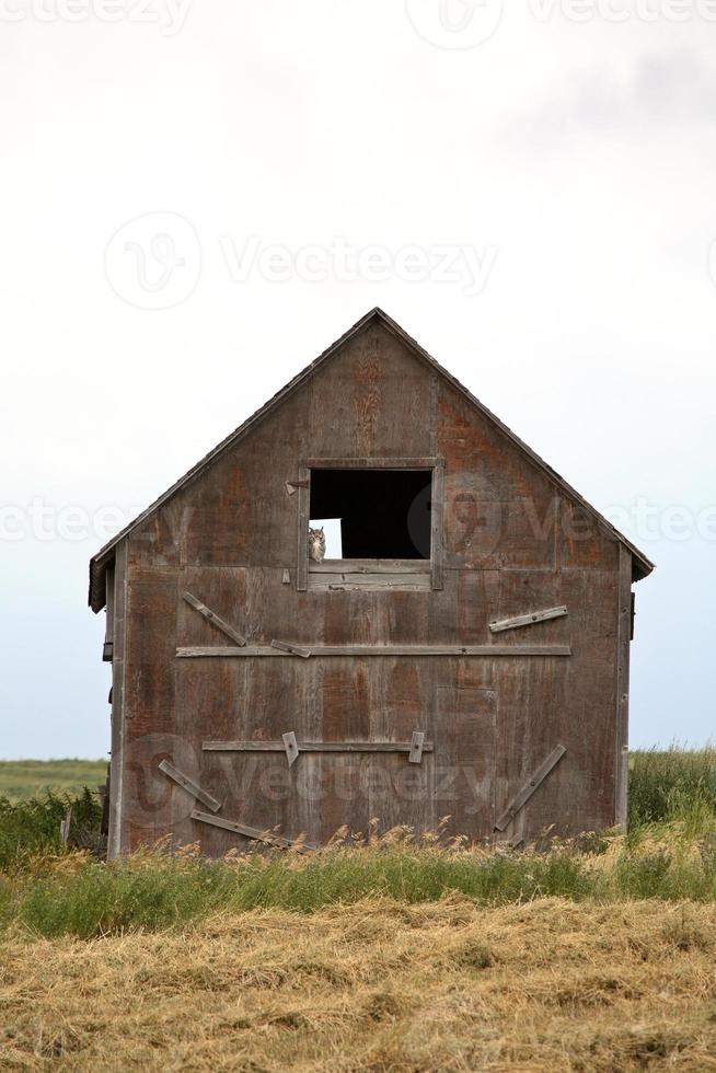 coruja na janela do antigo celeiro em cênico saskatchewan foto