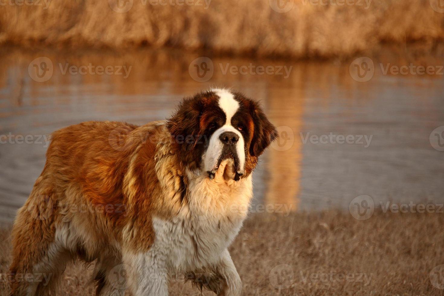 grande cão de são bernardo perto da lagoa de saskatchewan foto