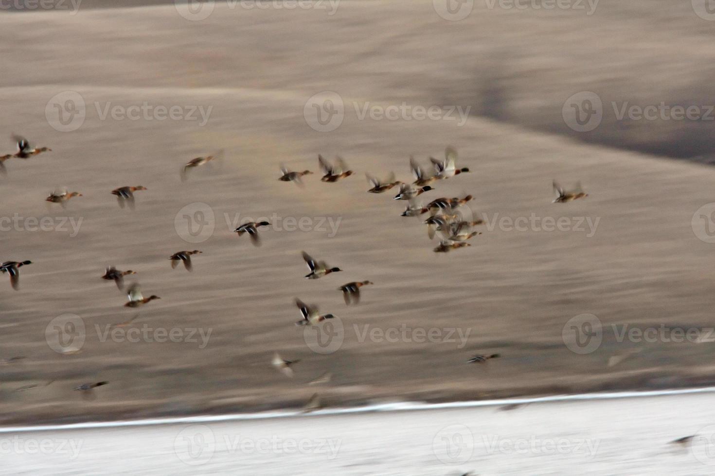 patos-reais em voo sobre o lago buffalo pound foto
