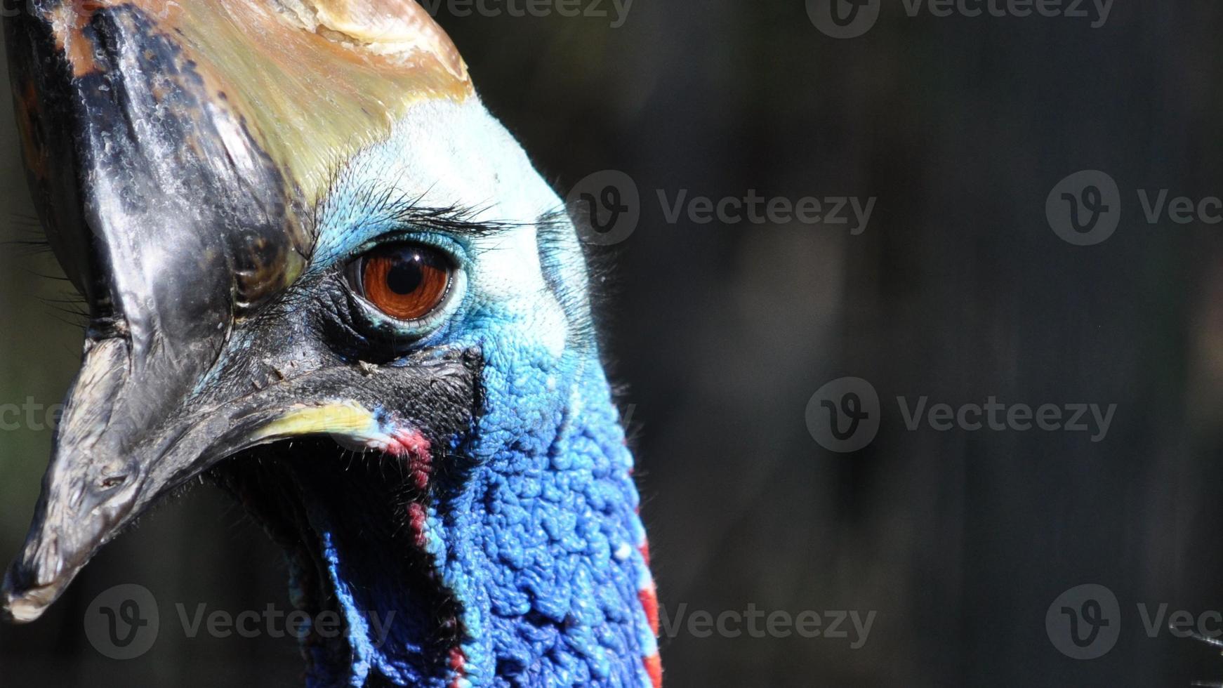 casuar gênero casuarius pássaro que não voa da Nova Guiné Trópica foto