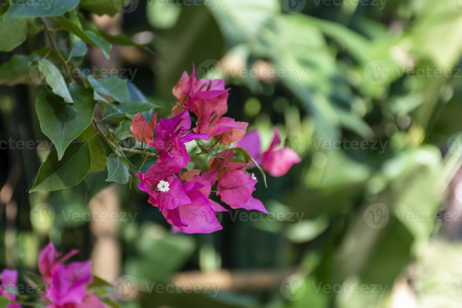 flor de buganvílias rosa de miami, buganvílias glabra no jardim closeup foto