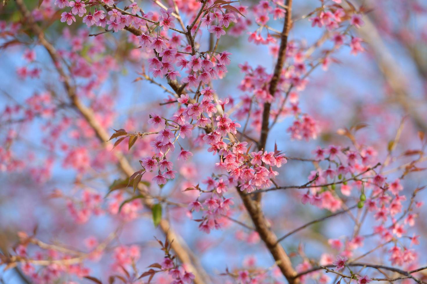 flores de prunus cerasoides florescendo de manhã é uma flor na tailândia que se parece com flores de cerejeira no japão foto