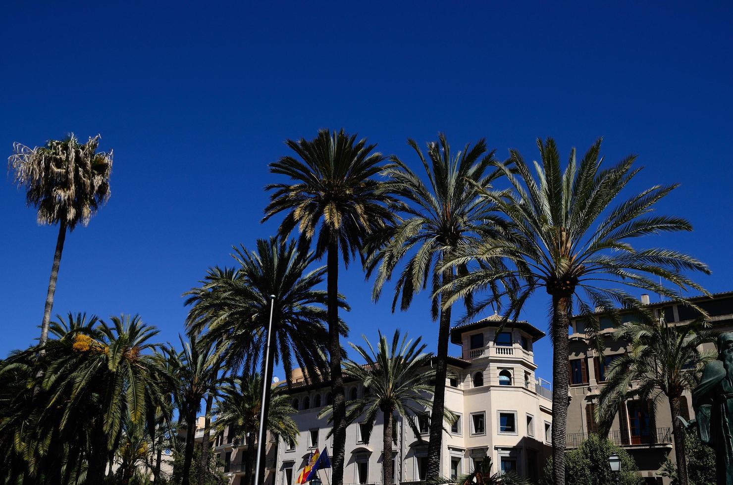 palmeira e céu azul em mallorca foto